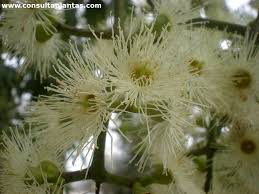 Image result for Eucalyptus torelliana