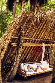 Image result for Nicolasia costata