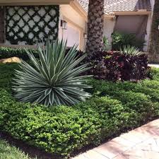 Image result for Carissa