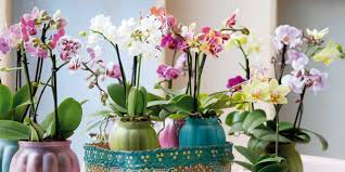 Tra le tante varietà che esistono per realizzare l'orchidea all'uncinetto occorre preparare: Orchidee Le Risposte Ai Problemi Di Coltivazione Cose Di Casa