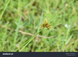 Image result for Pycreus polystachyos