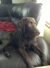 Humane society of charlotte main shelter: Kaiser 7 Month Chocolate Lab Chocolate Lab Animals And Pets Puppies