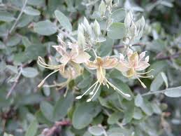 Image result for Cadaba farinosa