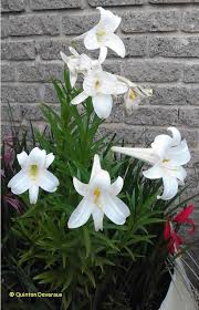 Joseph in the liturgy of the. St Joseph Lilies At Different Stages Of Life By Quintondeveraux On Deviantart