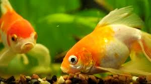 Bahkan, banyak dijual bebas dan dijajakan keliling oleh penjual ikan hias. Ikan Mas Stok Video Ikan Mas Rekaman Bebas Royalti Depositphotos
