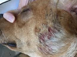 Thor is scratching feverishly, whimpering in discomfort. My Dog Has Been Scratching To The Point Where His Skin Is Raw Bleeding And Hair Is Falling Out He Has Been Treated For Fleas And Has Petcoach