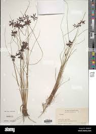 Image result for Cyperus sp.no.7