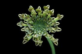 Image result for Malaxis weberbaueriana