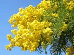 Trova le migliori immagini gratuite di festa delle donne. 8 Marzo 2021 E La Festa Della Donna Ecco Le Frasi Piu Belle Da Inviare Prima Monza
