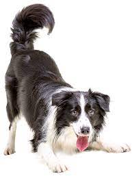 Silverlake animal hospital is your local veterinarian in pearland serving all of your needs. Emergency Vet Los Angeles Silver Lake