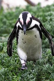 Birds That Look Like Penguins Looks Like Mr Penguin Had A Bad Day Photo Penguin By Bigred 7 On 500px Penguins Animals Beautiful Beautiful Birds
