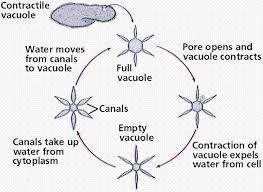 Transport In And Out Of Cells