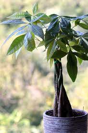 It's said to bring good luck and is a popular plant for using with feng shui principles. Money Tree Guiana Chestnut Care Growing Guide