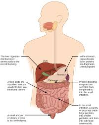 15 3 Digestive System Processes Concepts Of Biology 1st