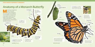 Detailed Monarch Butterfly Classification Chart 2019