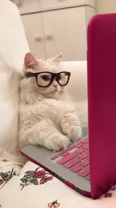 See more ideas about laptop wallpaper, laptop wallpaper desktop wallpapers, macbook aesthetic pastel wallpaper laptop wallpaper desktop wallpapers vintage wallpaper desktop wallpaper. Businessmen And Luxury Laptops Video Cute Cats Cute Baby Cats Cute Cats And Kittens