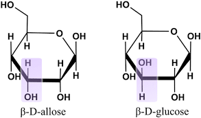 Understanding the abundance of the rare sugar β- d -allose ...