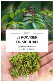 Epingle Sur Verger Fruitiers Et Petits Fruits Rouges