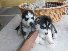 The cost to adopt a husky is around $300 in order to cover the expenses of caring for the dog before adoption. F986e28e5230d5c5d580117277ba9c60 Jpg 300 226 Husky Puppy Siberian Husky Puppies Husky Puppies For Sale