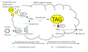 Image result for Lipase
