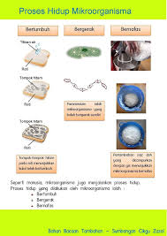 Menerangkan 5 jenis mikroorganisma iaitu fungi, protozoa, virus, bakteria dan alga. Nota Sains Tahun 6 Tajuk An Najah Learning Centre Facebook