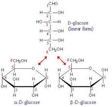 Check spelling or type a new query. What Is The Meaning Of D In Alpha D Glucose Or Beta D Glucose Biology Biomolecules 12639589 Meritnation Com