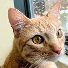 We searched the entire locality since we leave near forest and close to main road. Lost Found Cats Monmouth County Spca