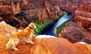 Arizona choose the site nearest you: Craigslist Phoenix Az East Valley Pets Petslover