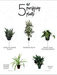 5 Air Purifying Houseplants Plants House Plant Care