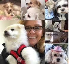 corgi #rockingdbarc #rockingdbarccanines #puppy #bluemerle #puppylove  #corgipuppy #corgisoftiktok #koa #hoku #kiko #mahina #mano #blackandwhite  #brindlepoints #ohio #readytogo