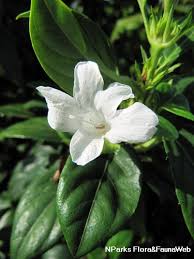 Image result for Barleria superata