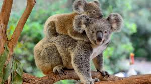 Baby Koalas clinging to mother's back adorable