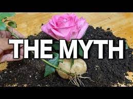 Growing Rose Cuttings In A Potato Debunking The Myth Youtube Rose Cuttings Planting Roses Roses In Potatoes