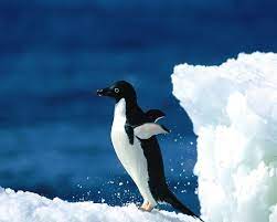 Homepage » hidup dan percintaan » kesehatan » waspadai 8 penyebab sakit punggung belakang ini. Mengapa Tubuh Penguin Berwarna Hitam Putih Belajar Sampai Mati