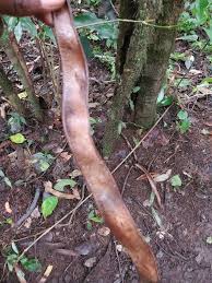 Image result for Newtonia buchananii