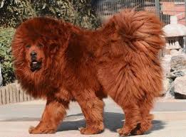 Dog Breeds List With Pictures And Price In India Di 2020