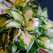 Image result for beautiful dieffenbachia