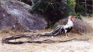 Ayam Onagadori Ayam Ternak Ayam Peternakan