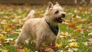Image result for cairn teriér