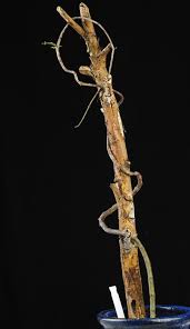 Image result for Ceropegia cimiciodora