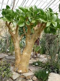 Image result for Cyphostemma