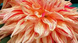 How long do dahlia take to grow? How To Grow And Care For Dahlias Dengarden
