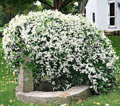 It bears white fragrant flowers, up to 2.4 inches (6 cm). Clematis Paniculata Autumn Clematis Sweet Autumn Clematis Clematis Paniculata