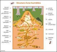 Welcome to chalet fourmiliere, morzine. Les Fourmis Rousses Des Bois Www Cancoillotte Net