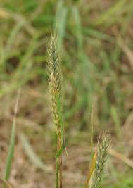 Image result for Vepris rogersii