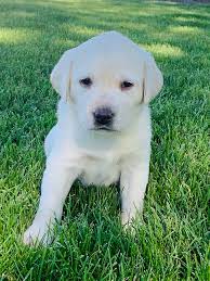 Savannah is polar white.﻿ paired/with: White Labrador Retriever Puppy Litters Coal Creek Labrador Retrievers
