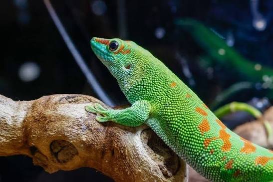 This stunning female Madagascar Giant Day Gecko is looking for her new  home! She has vibrant green coloration with beautiful markings, is very  active and always on the move, and is a