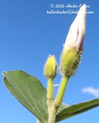 Image result for Ipomoea rubens