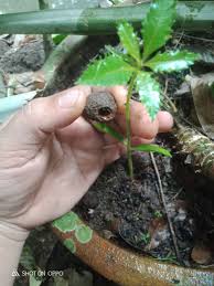Image result for Agelanthus crassifolius