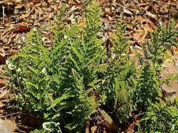 Image result for Cheilanthes perlanata